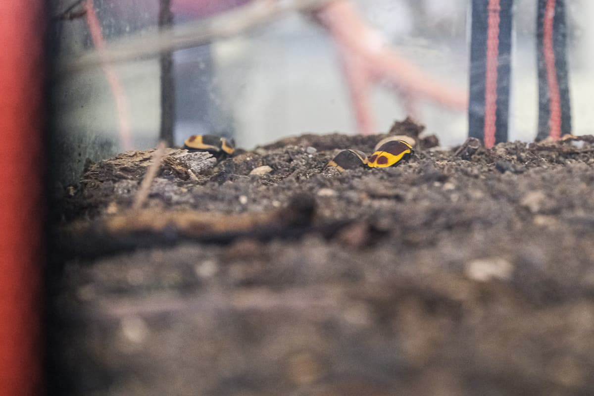 ASG-Laichingen-Biologie-Unterricht-13