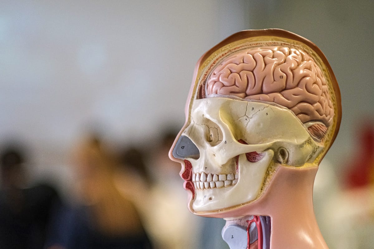 ASG-Laichingen-Biologie-Unterricht-18