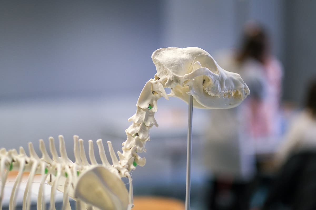 ASG-Laichingen-Biologie-Unterricht-24