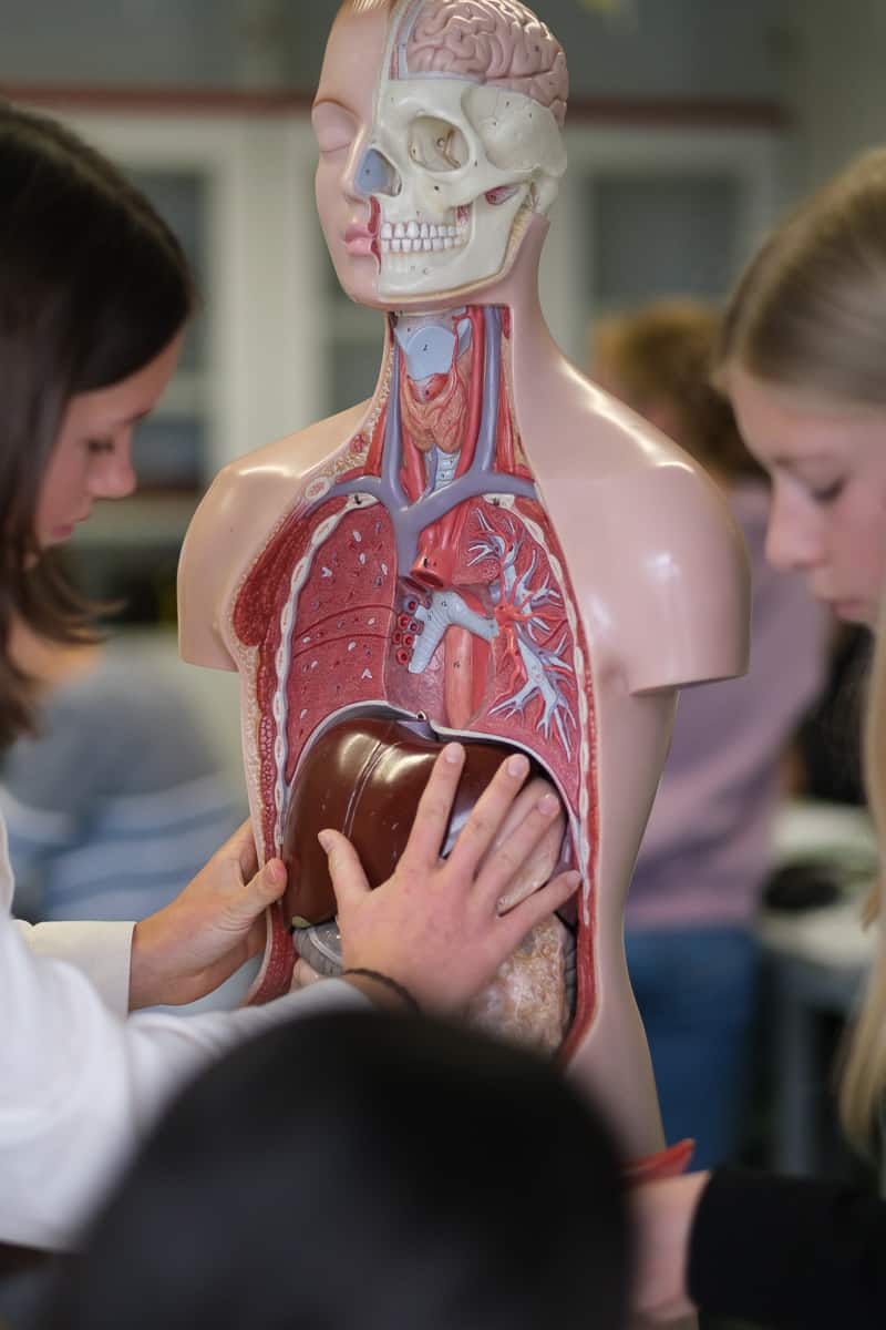 ASG-Laichingen-Biologie-Unterricht-28