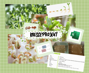 Kresse/Reaktionstest